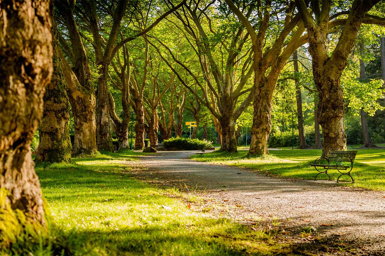 woods